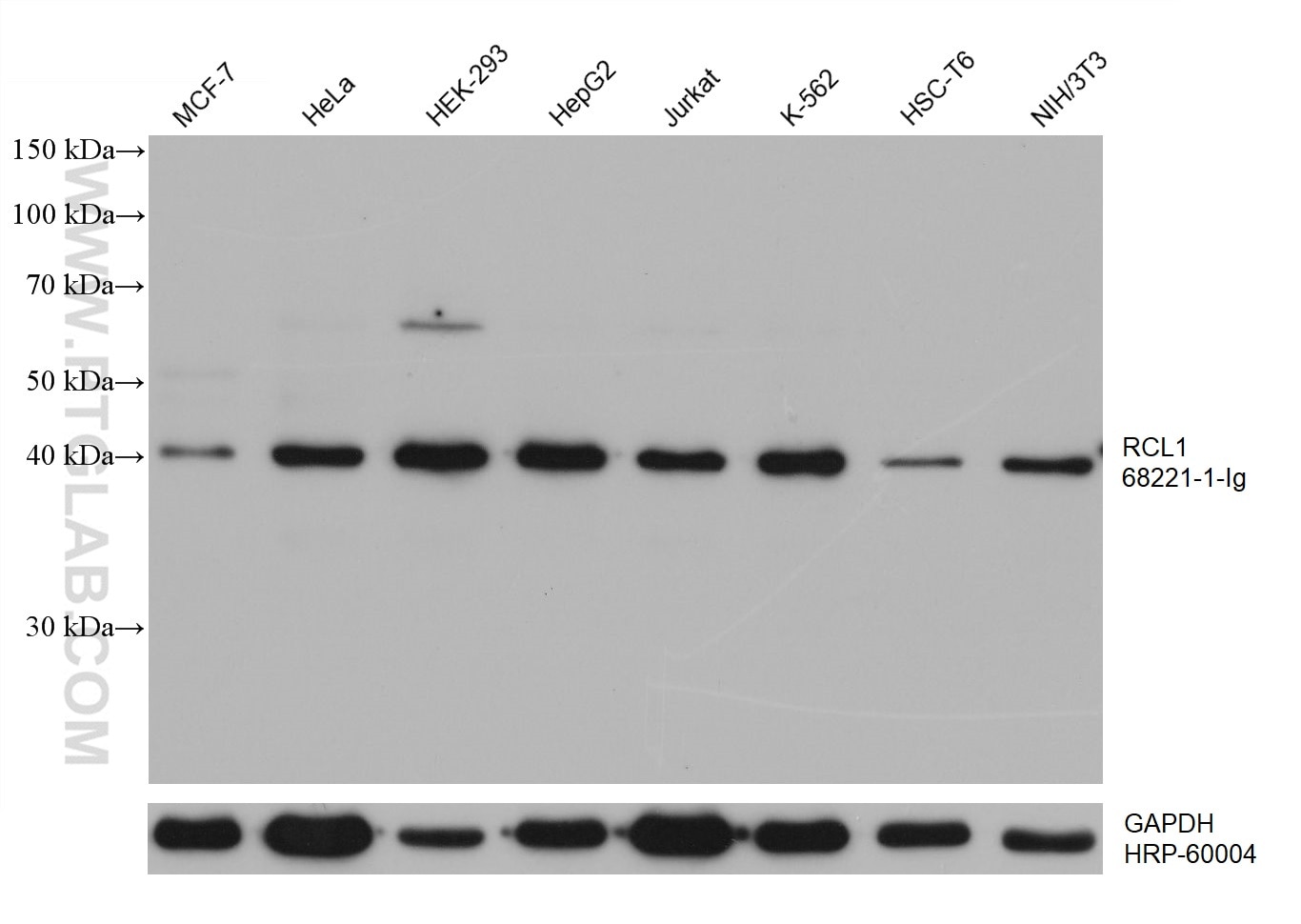 Western Blot (WB) analysis of various lysates using RCL1 Monoclonal antibody (68221-1-Ig)