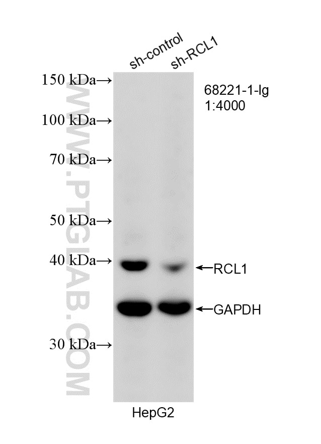 Western Blot (WB) analysis of HepG2 cells using RCL1 Monoclonal antibody (68221-1-Ig)