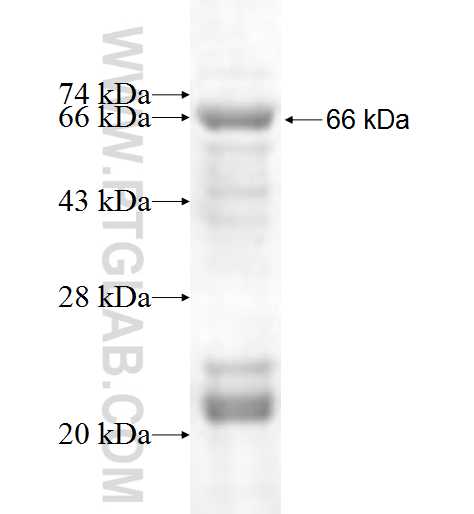 RCL1 fusion protein Ag6972 SDS-PAGE
