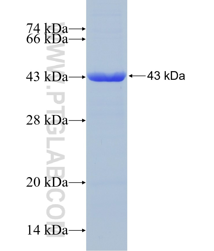 RCL1 fusion protein Ag7058 SDS-PAGE