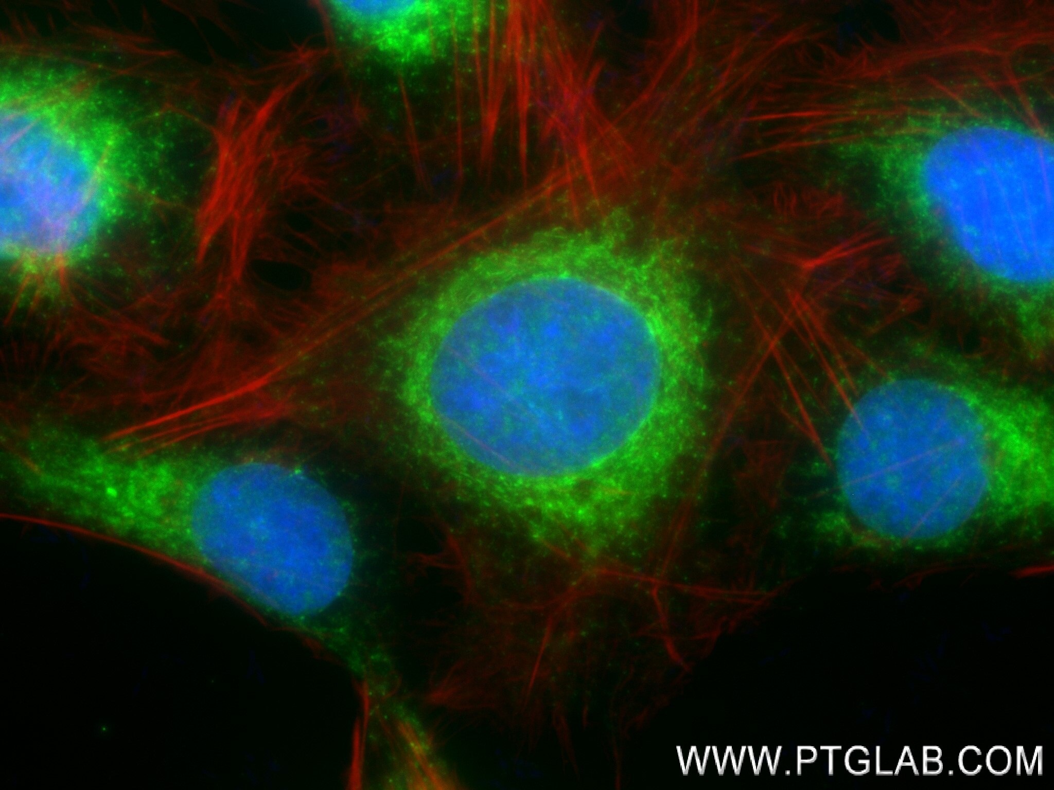 Immunofluorescence (IF) / fluorescent staining of U2OS cells using RCN1 Recombinant antibody (83638-3-RR)