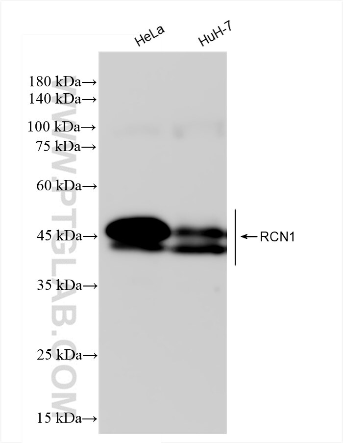 Western Blot (WB) analysis of various lysates using RCN1 Recombinant antibody (83638-3-RR)