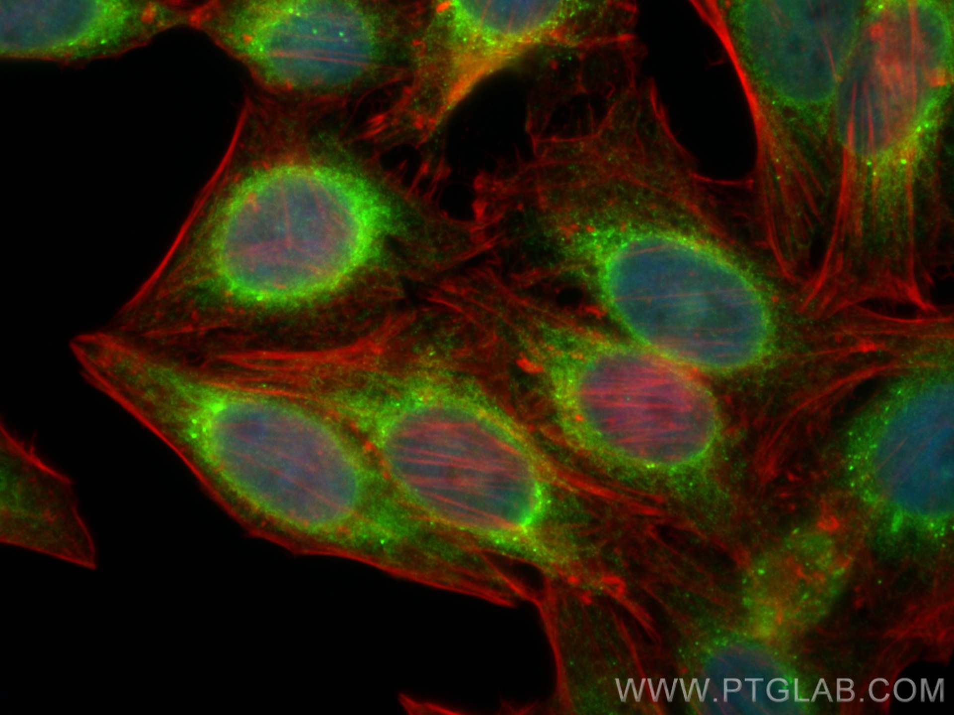 Immunofluorescence (IF) / fluorescent staining of HepG2 cells using RCN2 Polyclonal antibody (10193-2-AP)