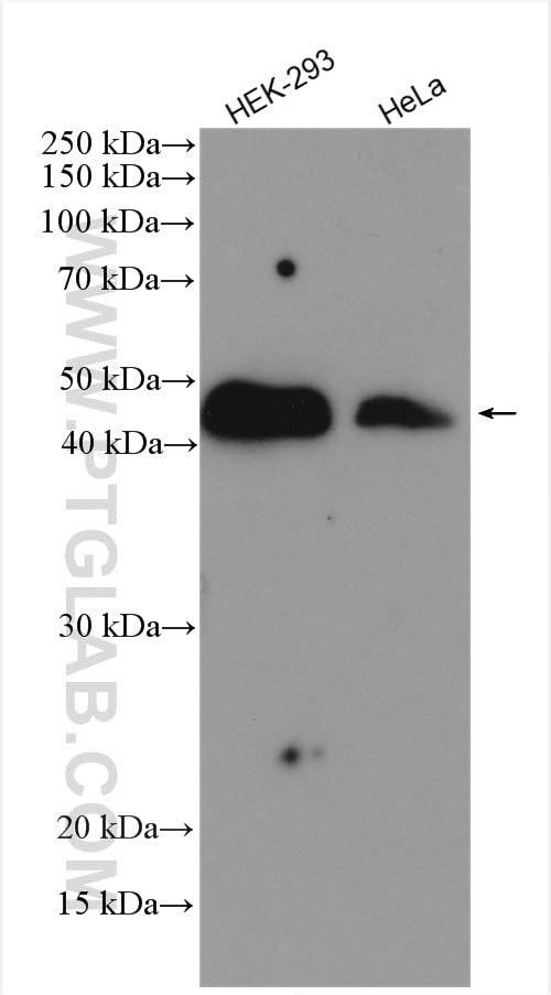 Western Blot (WB) analysis of various lysates using RCN2 Polyclonal antibody (10193-2-AP)