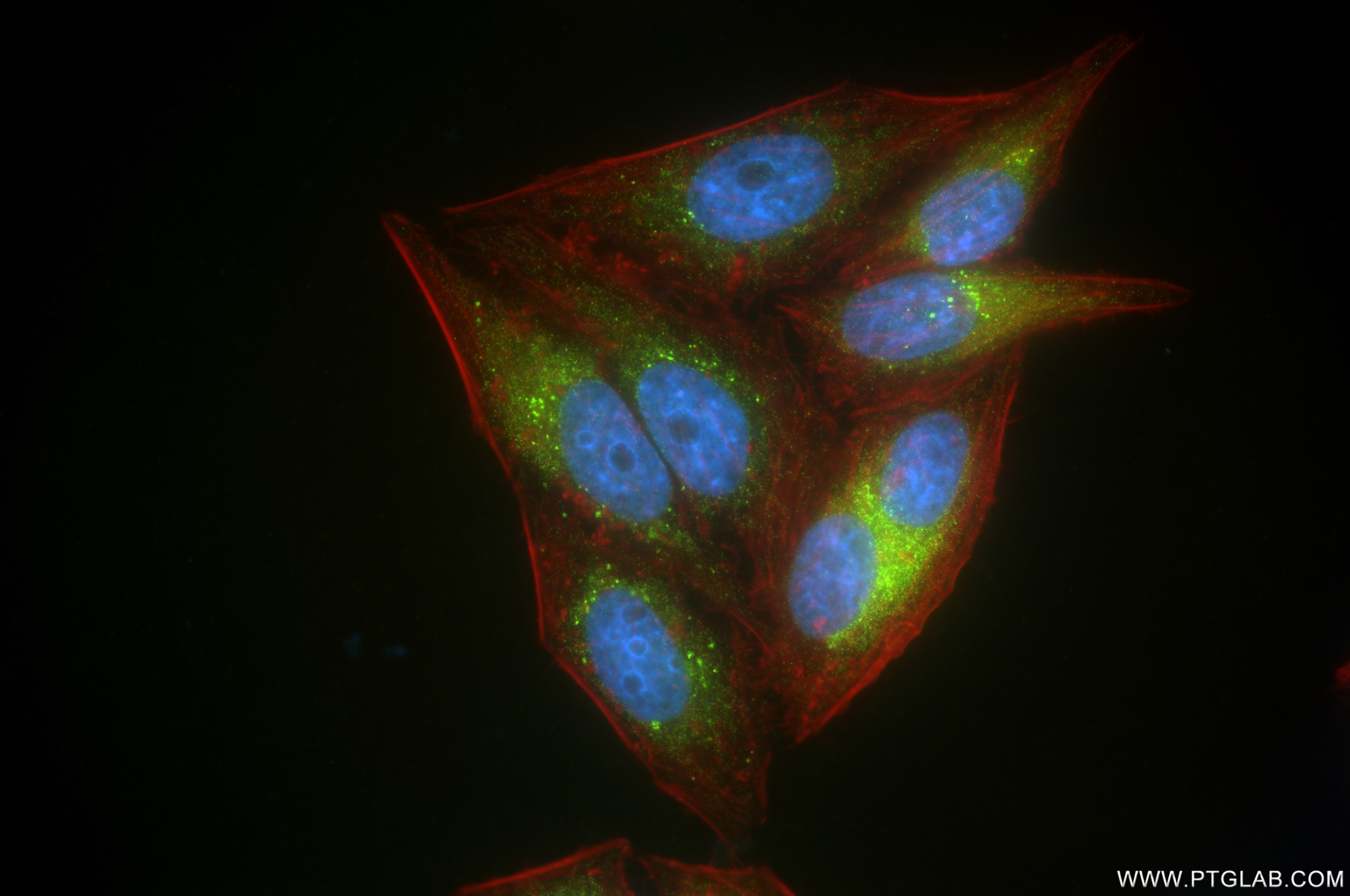 Immunofluorescence (IF) / fluorescent staining of HepG2 cells using RCN2 Recombinant antibody (84956-4-RR)