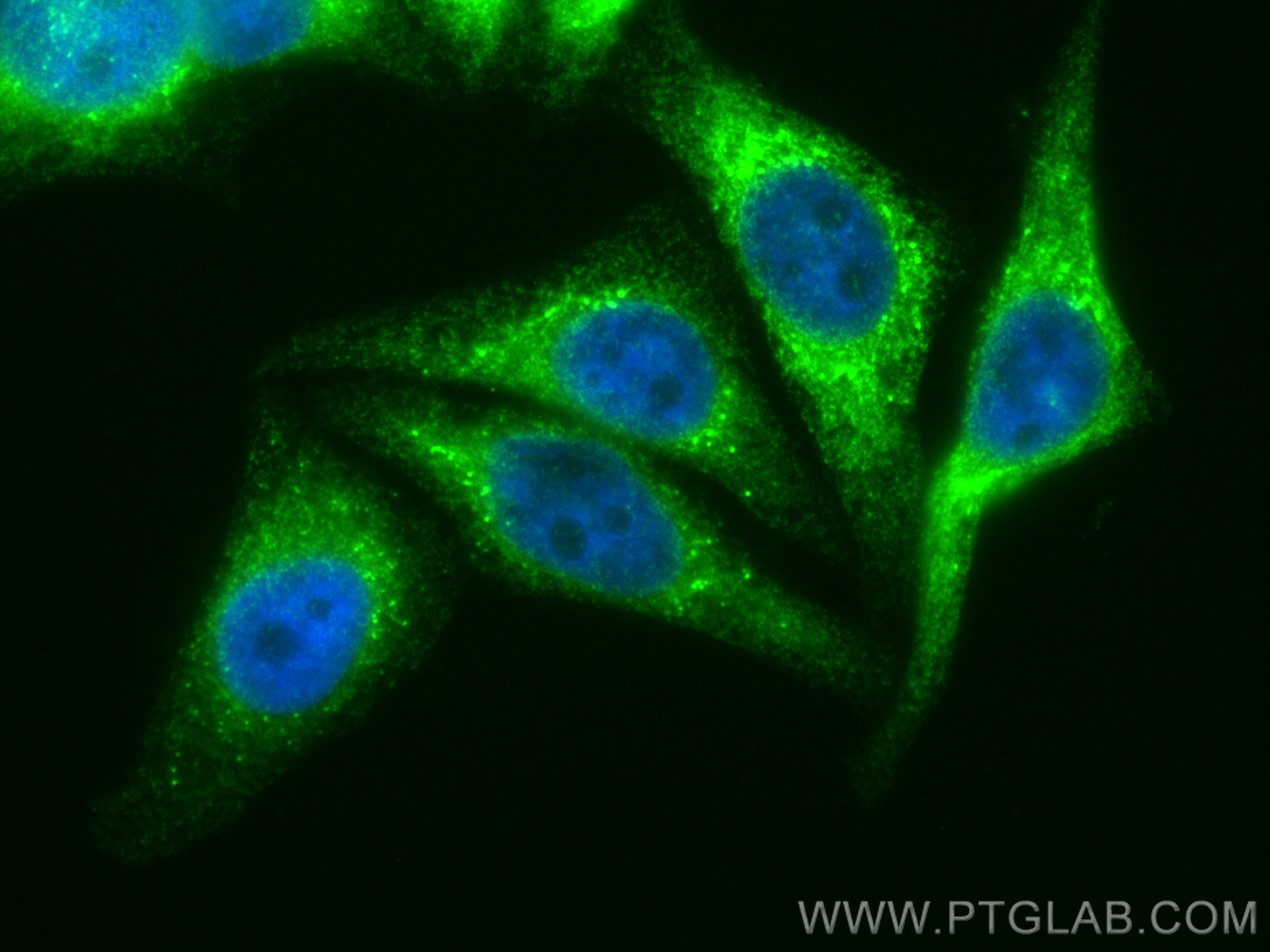 IF Staining of HepG2 using CL488-10193