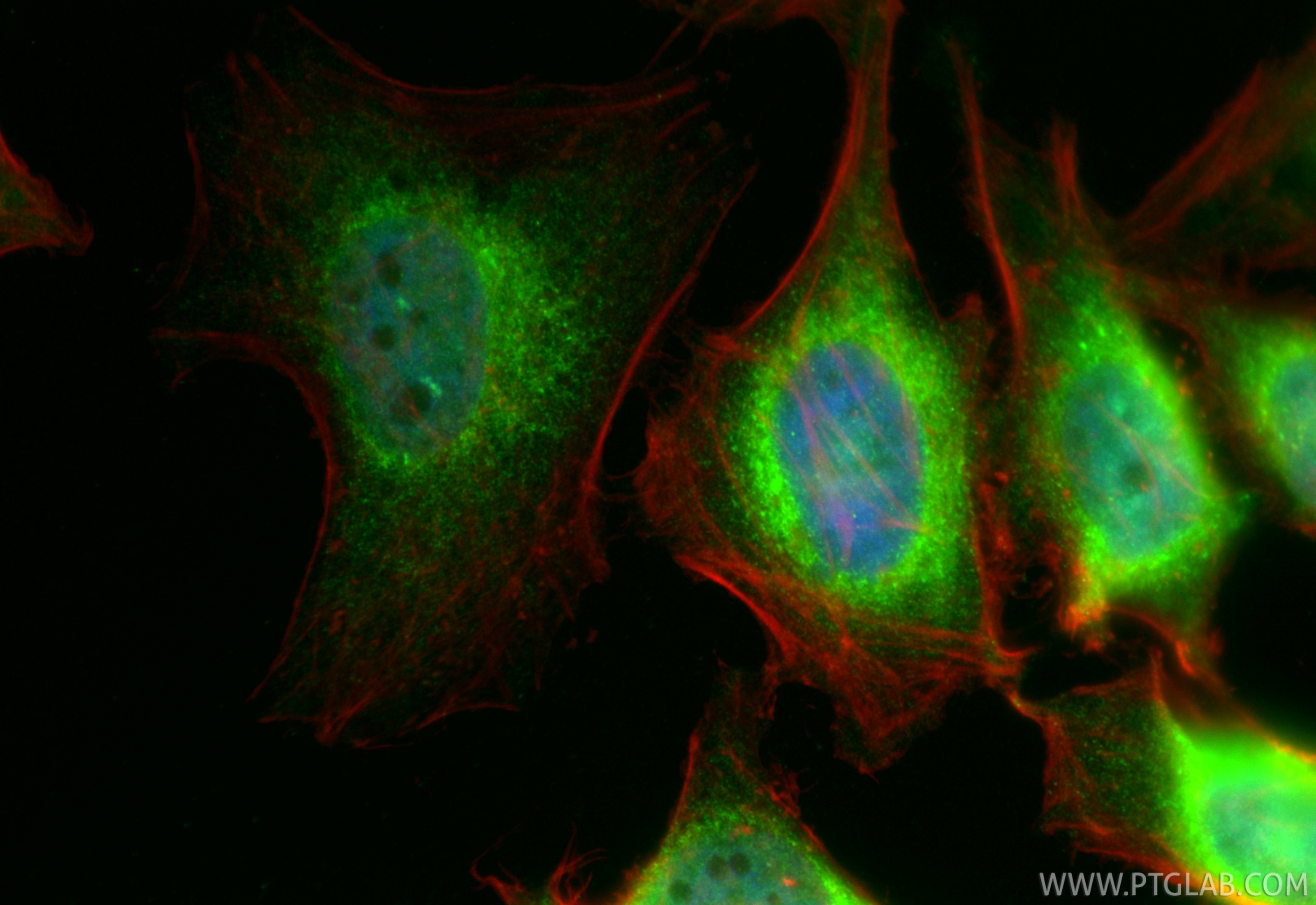 Immunofluorescence (IF) / fluorescent staining of HeLa cells using CoraLite® Plus 488-conjugated RCN2 Recombinant mon (CL488-84956-4)