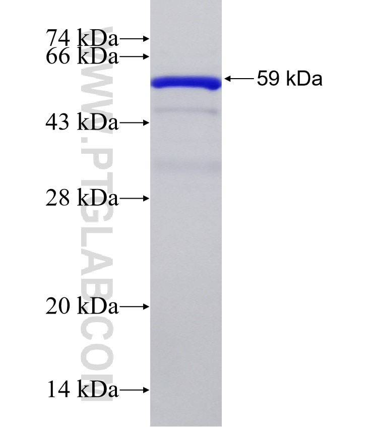 RCN2 fusion protein Ag0247 SDS-PAGE