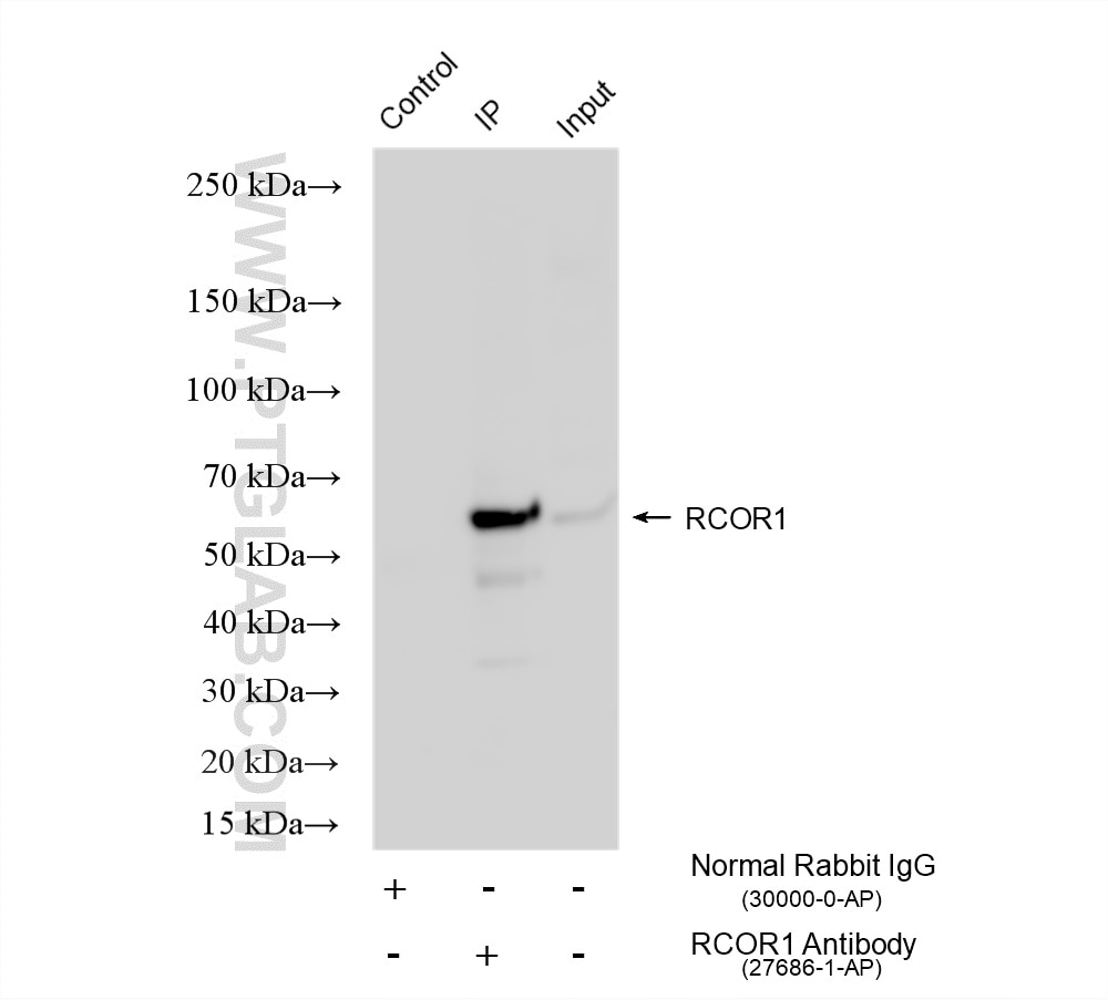 IP experiment of PC-12 using 27686-1-AP Immunoprecipitation (IP) experiment of PC-12 cells using RCOR1 Polyclonal antibody (27686-1-AP)