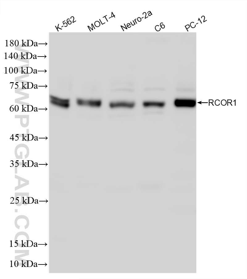 Western Blot (WB) analysis of various lysates using RCOR1 Recombinant monoclonal antibody (86954-1-RR)