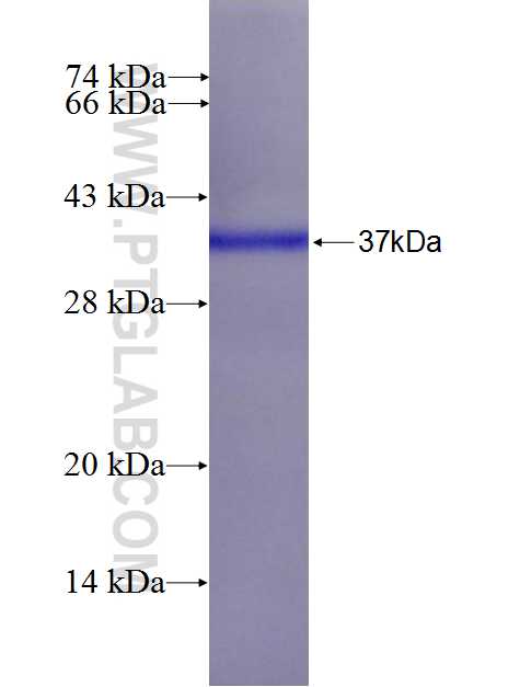 RCOR1 fusion protein Ag26770 SDS-PAGE