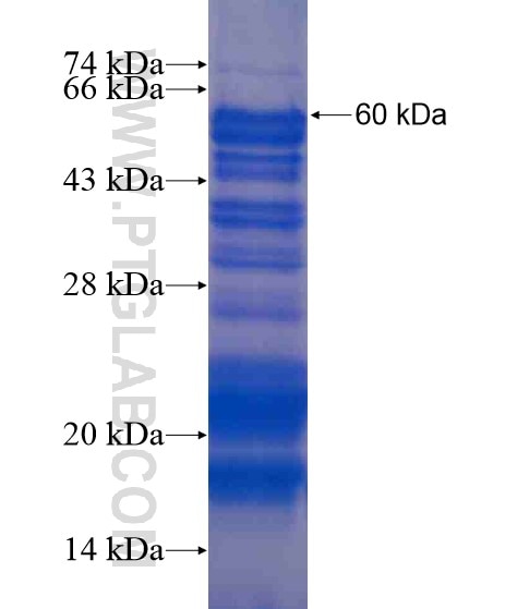 RCOR2 fusion protein Ag21112 SDS-PAGE