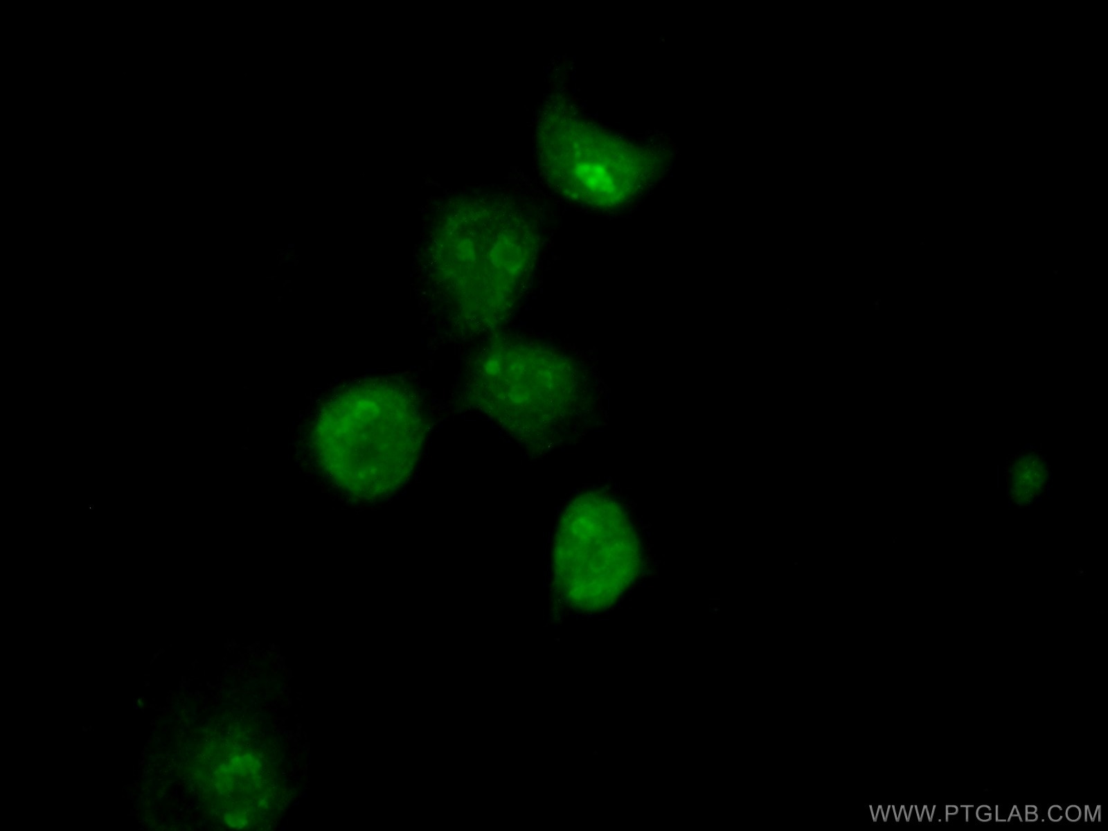Immunofluorescence (IF) / fluorescent staining of A431 cells using RCOR3 Polyclonal antibody (55173-1-AP)