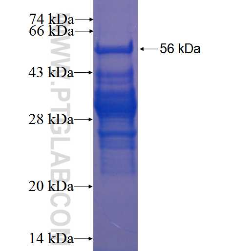 RCOR3 fusion protein Ag23055 SDS-PAGE