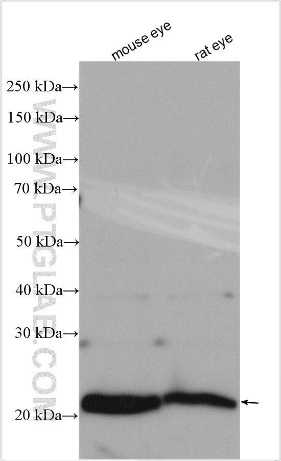 Western Blot (WB) analysis of various lysates using Recoverin Polyclonal antibody (10073-1-AP)