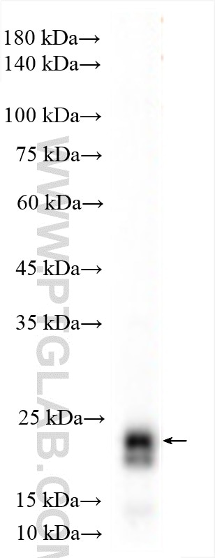 WB analysis of rat retina using 10073-1-AP