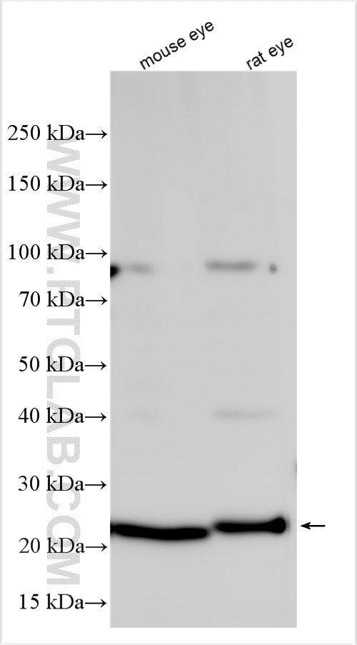 Western Blot (WB) analysis of various lysates using Recoverin Polyclonal antibody (10073-1-AP)