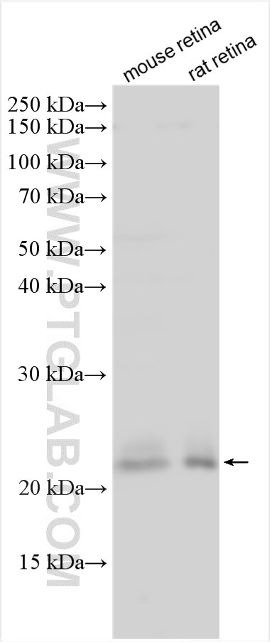 Western Blot (WB) analysis of various lysates using RD3 Polyclonal antibody (14855-1-AP)