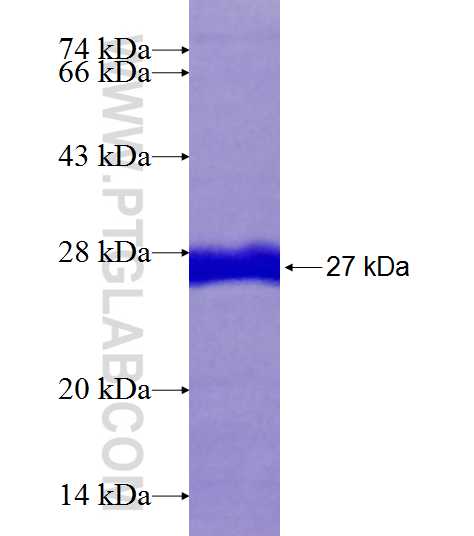 RD3 fusion protein Ag6816 SDS-PAGE