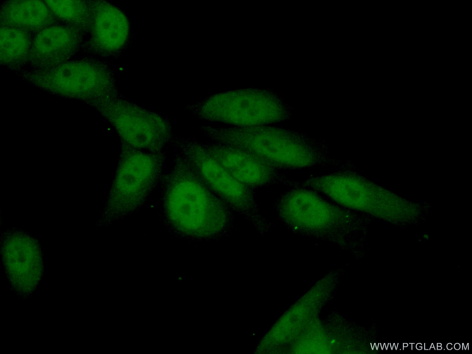 Immunofluorescence (IF) / fluorescent staining of HeLa cells using NELFE Polyclonal antibody (10705-1-AP)
