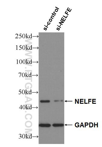 Western Blot (WB) analysis of HEK-293 cells using NELFE Polyclonal antibody (10705-1-AP)