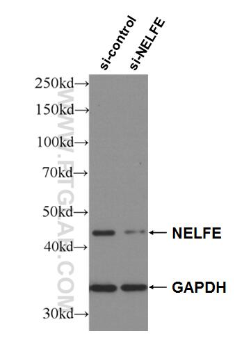 WB analysis of HEK-293 using 10705-1-AP