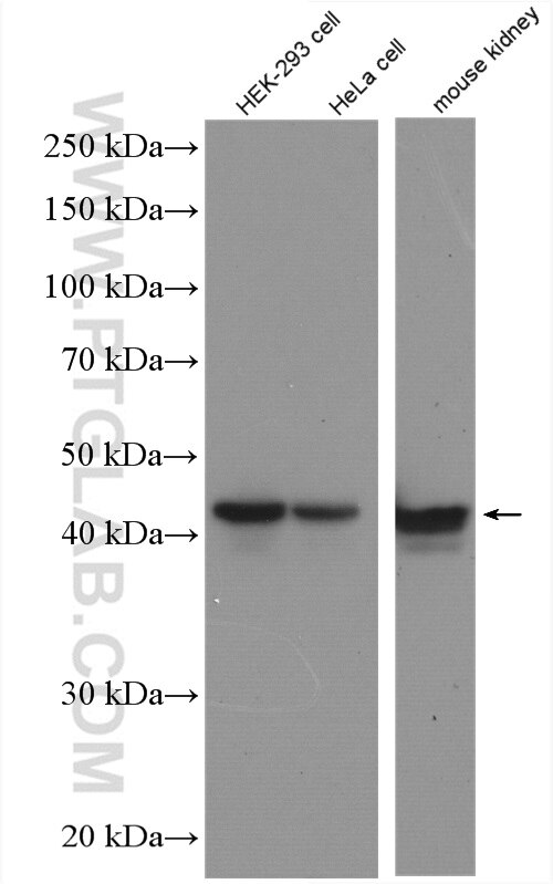 Western Blot (WB) analysis of various lysates using NELFE Polyclonal antibody (10705-1-AP)