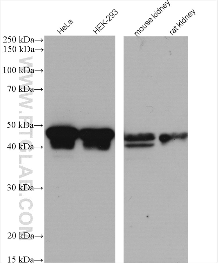 Western Blot (WB) analysis of various lysates using NELFE Polyclonal antibody (10705-1-AP)