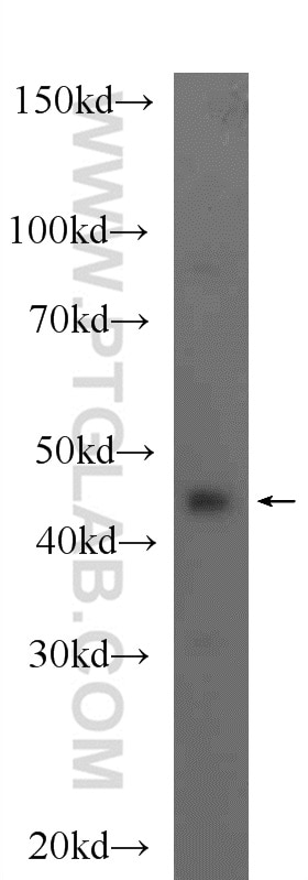 Western Blot (WB) analysis of rat brain tissue using NELFE Polyclonal antibody (10705-1-AP)