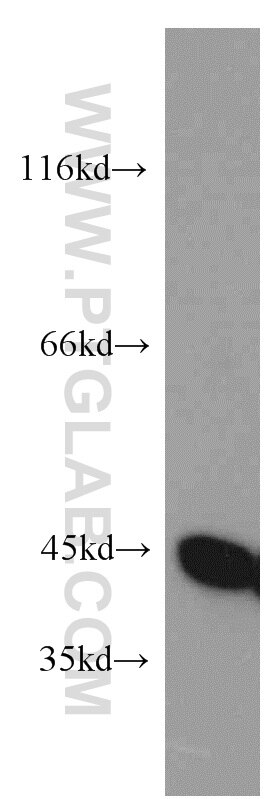 Western Blot (WB) analysis of HEK-293 cells using NELFE Polyclonal antibody (10705-1-AP)