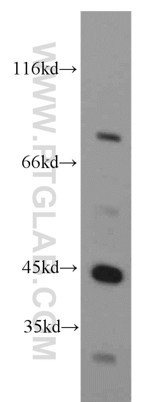 Western Blot (WB) analysis of mouse brain tissue using NELFE Polyclonal antibody (10705-1-AP)