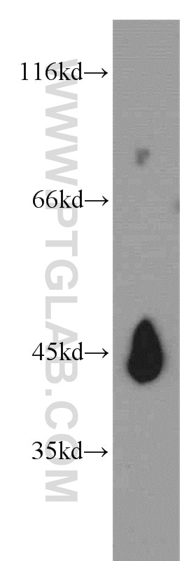 Western Blot (WB) analysis of mouse eye tissue using NELFE Polyclonal antibody (10705-1-AP)