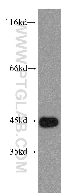 Western Blot (WB) analysis of HEK-293 cells using NELFE Polyclonal antibody (10705-1-AP)