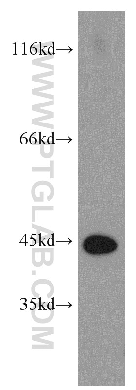 Western Blot (WB) analysis of mouse placenta tissue using NELFE Polyclonal antibody (10705-1-AP)