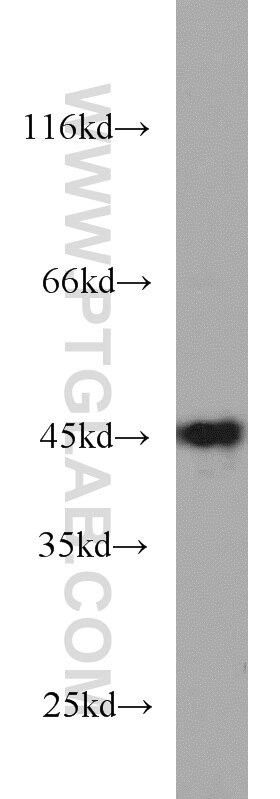 Western Blot (WB) analysis of HEK-293 cells using NELFE Polyclonal antibody (10705-1-AP)