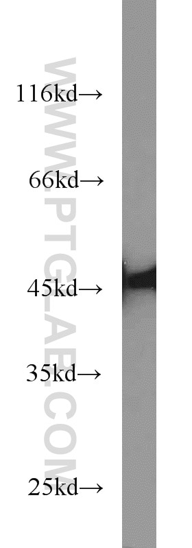 Western Blot (WB) analysis of HEK-293 cells using NELFE Polyclonal antibody (10705-1-AP)