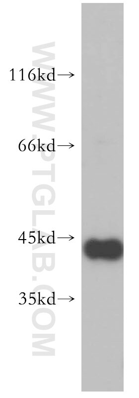 Western Blot (WB) analysis of HeLa cells using NELFE Polyclonal antibody (10705-1-AP)
