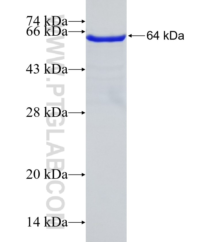 RDBP fusion protein Ag1186 SDS-PAGE