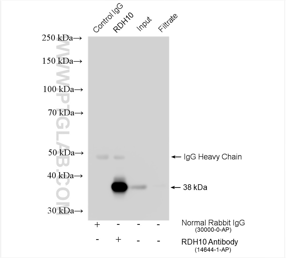 Immunoprecipitation (IP) experiment of mouse liver tissue using RDH10 Polyclonal antibody (14644-1-AP)