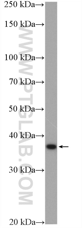 Western Blot (WB) analysis of mouse liver tissue using RDH10 Polyclonal antibody (14644-1-AP)