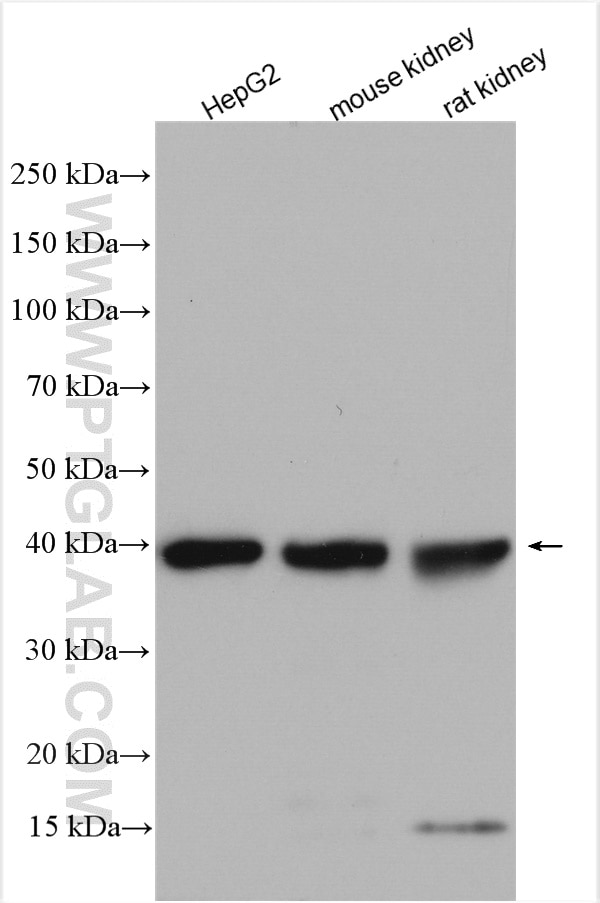 Western Blot (WB) analysis of various lysates using RDH10 Polyclonal antibody (14644-1-AP)