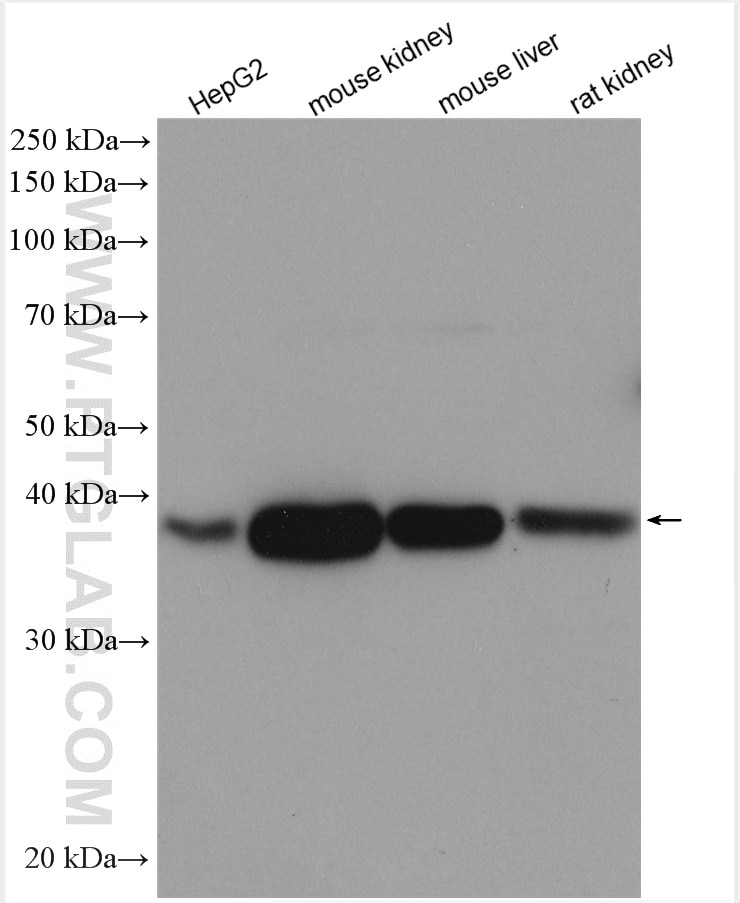 Western Blot (WB) analysis of various lysates using RDH10 Polyclonal antibody (14644-1-AP)