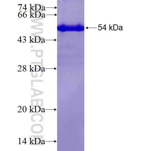 RDH10 fusion protein Ag6237 SDS-PAGE