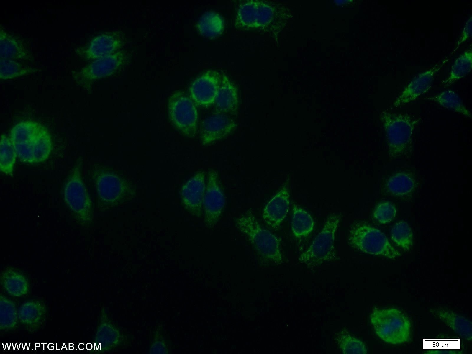 Immunofluorescence (IF) / fluorescent staining of PC-3 cells using RDH11 Polyclonal antibody (11077-1-AP)