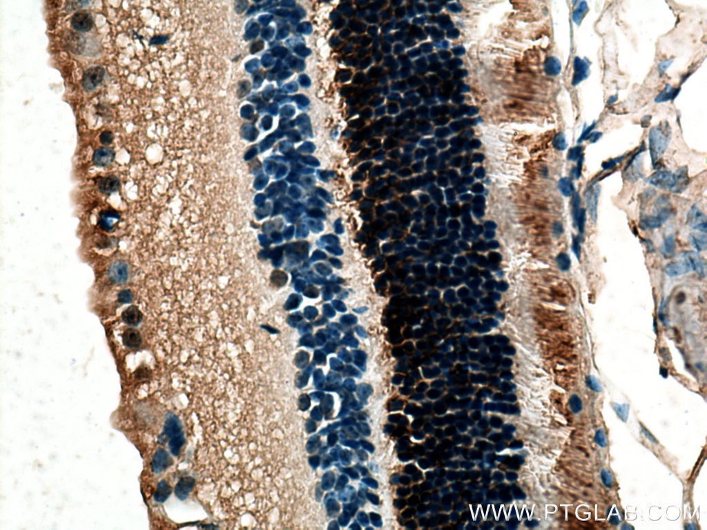 Immunohistochemistry (IHC) staining of mouse eye tissue using RDH12 Polyclonal antibody (13289-3-AP)