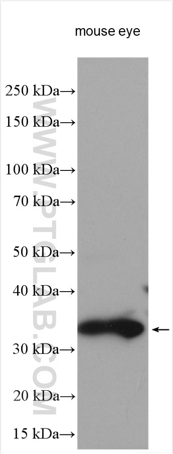 Western Blot (WB) analysis of various lysates using RDH12 Polyclonal antibody (13289-3-AP)