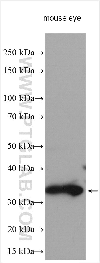 WB analysis using 13289-3-AP