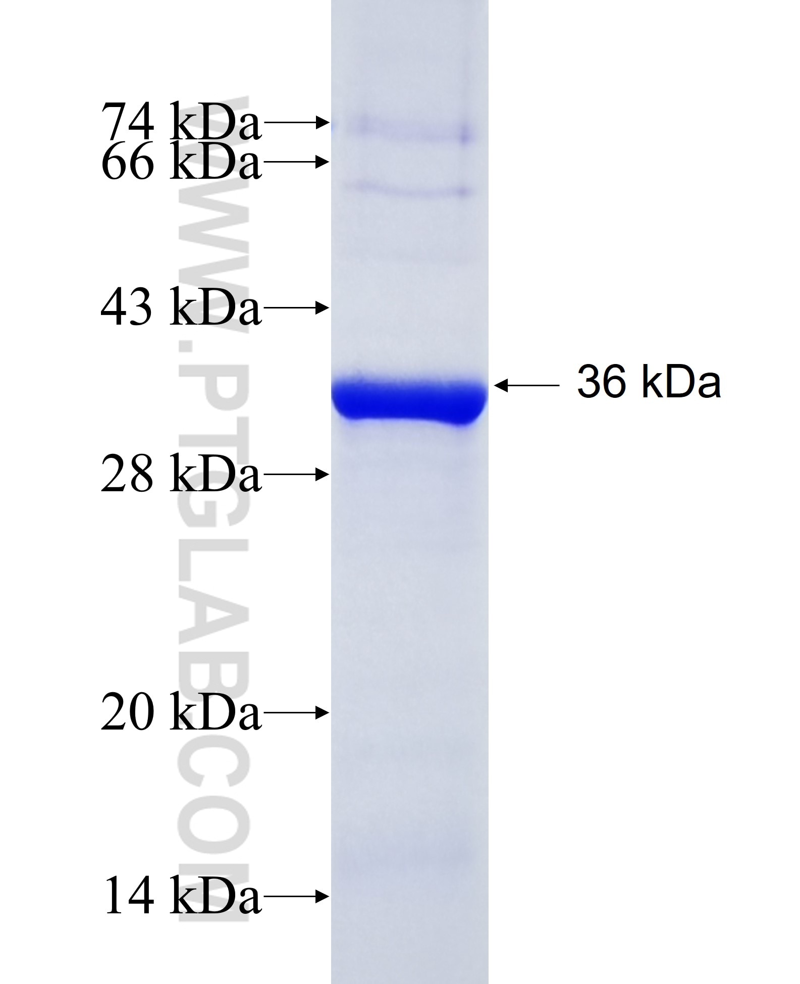 RDH12 fusion protein Ag28678 SDS-PAGE