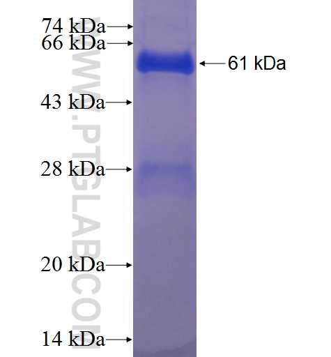RDH12 fusion protein Ag3850 SDS-PAGE