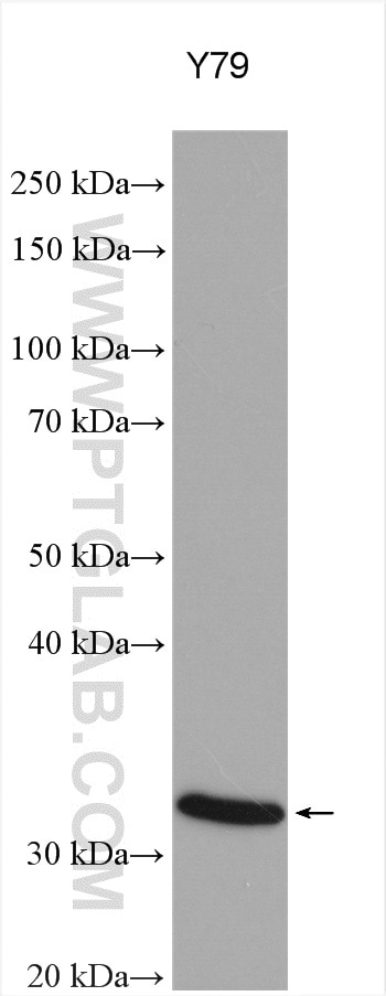 Western Blot (WB) analysis of various lysates using RDH13 Polyclonal antibody (16067-1-AP)